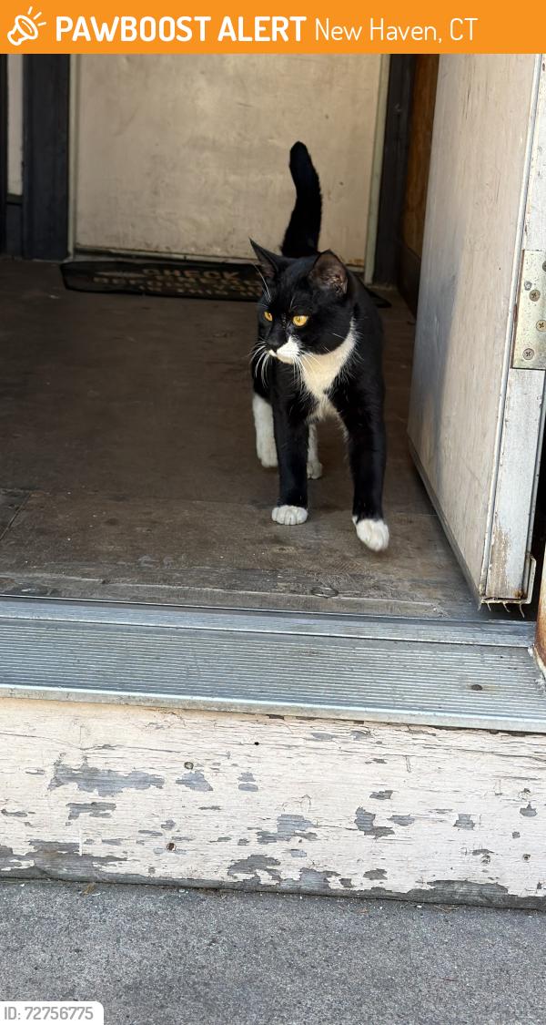 Found/Stray Male Cat last seen Gando drive New Haven ct 06513, New Haven, CT 06513