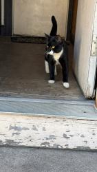 Found/Stray Male Cat last seen Gando drive New Haven ct 06513, New Haven, CT 06513