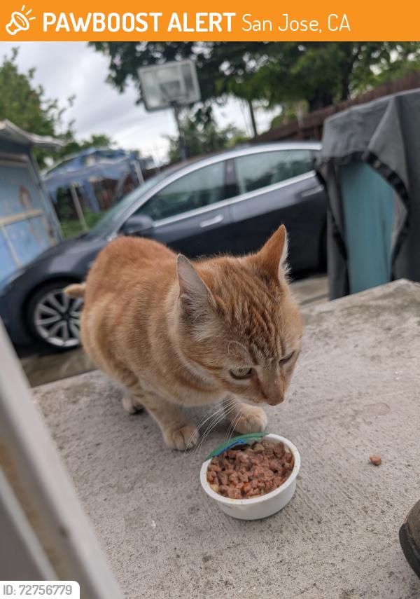 Found/Stray Unknown Cat last seen San Antonio and 34th St, San Jose, CA 95116