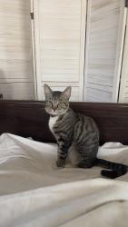 Lost Male Cat last seen Gage street, Bakersfield, CA 93305