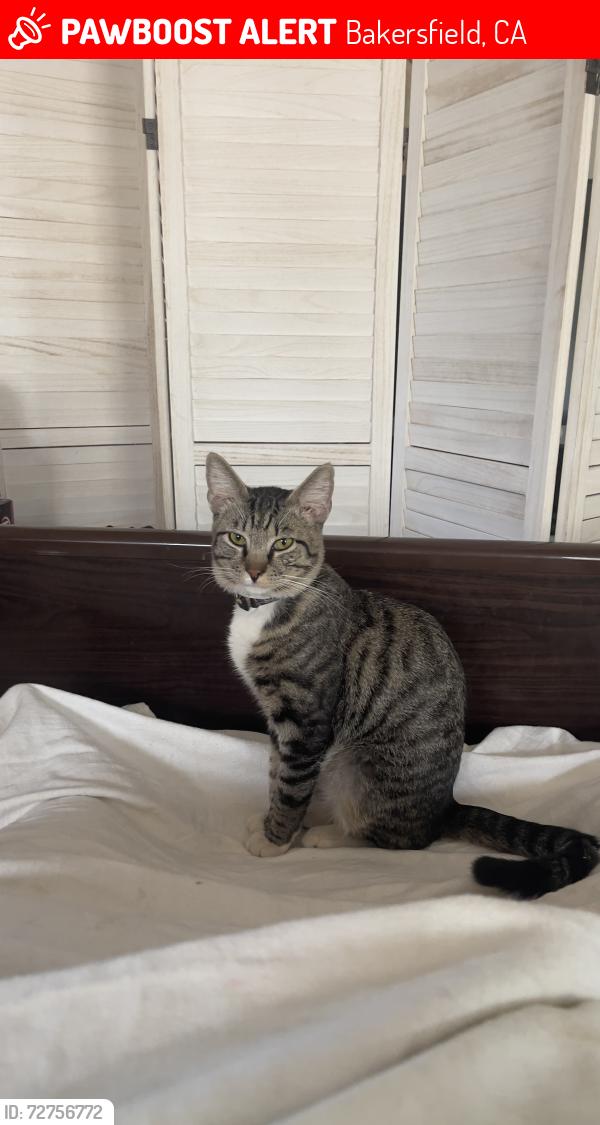 Lost Male Cat last seen Gage street, Bakersfield, CA 93305