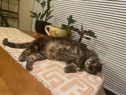 Lost Male Cat last seen Waterford Glen Apts., Wichita Falls, TX 76308