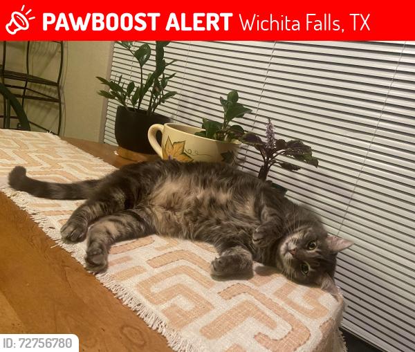 Lost Male Cat last seen Waterford Glen Apts., Wichita Falls, TX 76308