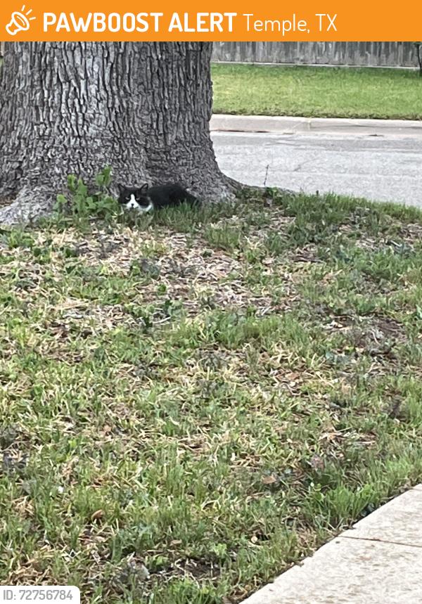 Found/Stray Unknown Cat last seen Western Trails, Temple, TX 76504