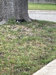 Found/Stray Unknown Cat last seen Western Trails, Temple, TX 76504
