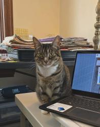 Lost Female Cat last seen East Strong Avenue, Malvern, Morris, Newman Lake, WA 99025