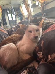 Lost Male Cat last seen Boatyard, Surrey, England TW20 0AB