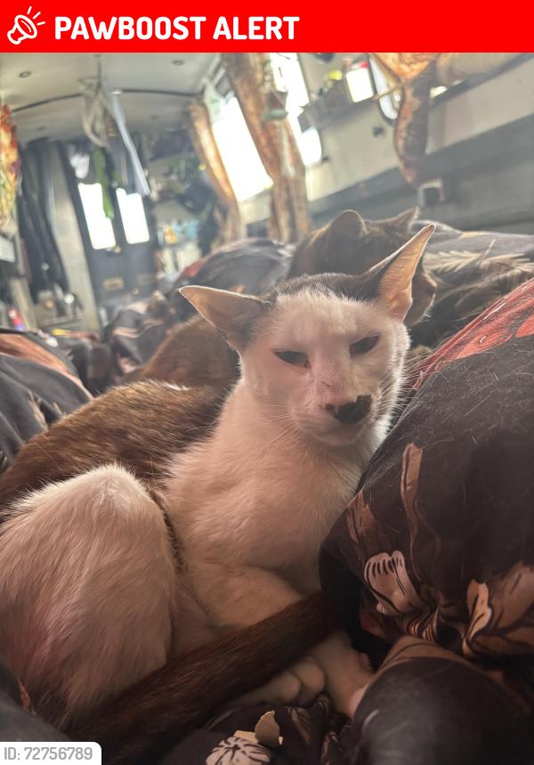 Lost Male Cat last seen Boatyard, Surrey, England TW20 0AB