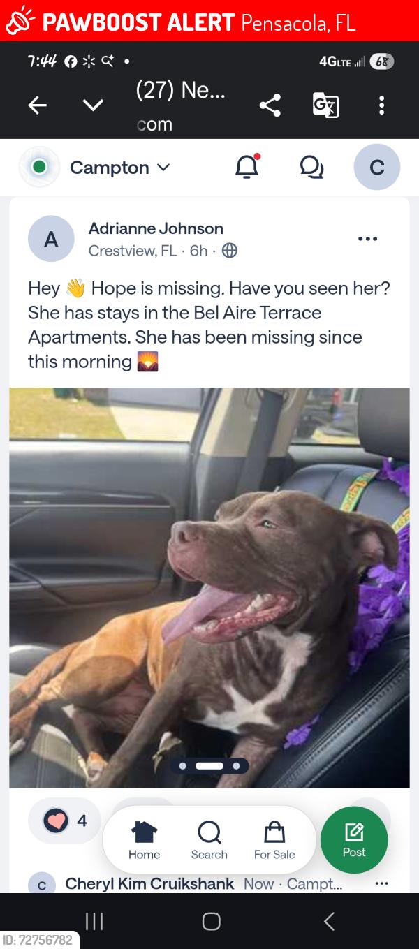 Lost Male Dog last seen Downtown area Pensacola, Pensacola, FL 32502