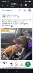 Lost Male Dog last seen Downtown area Pensacola, Pensacola, FL 32502