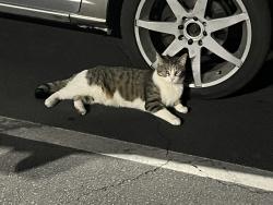 Lost Female Cat last seen Juniper Ave and Molly Dr, Fontana, CA 92335