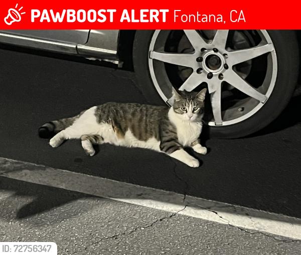 Lost Female Cat last seen Juniper Ave and Molly Dr, Fontana, CA 92335