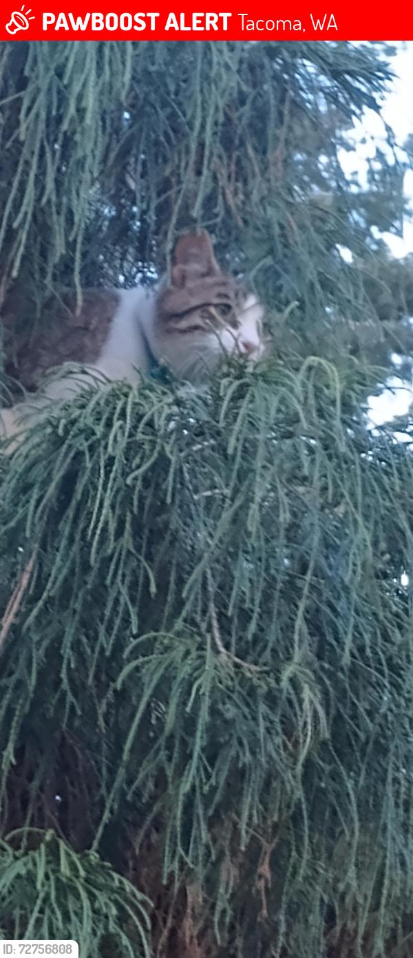 Lost Male Cat last seen Casino, Tacoma, WA 98443