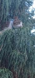 Lost Male Cat last seen Casino, Tacoma, WA 98443