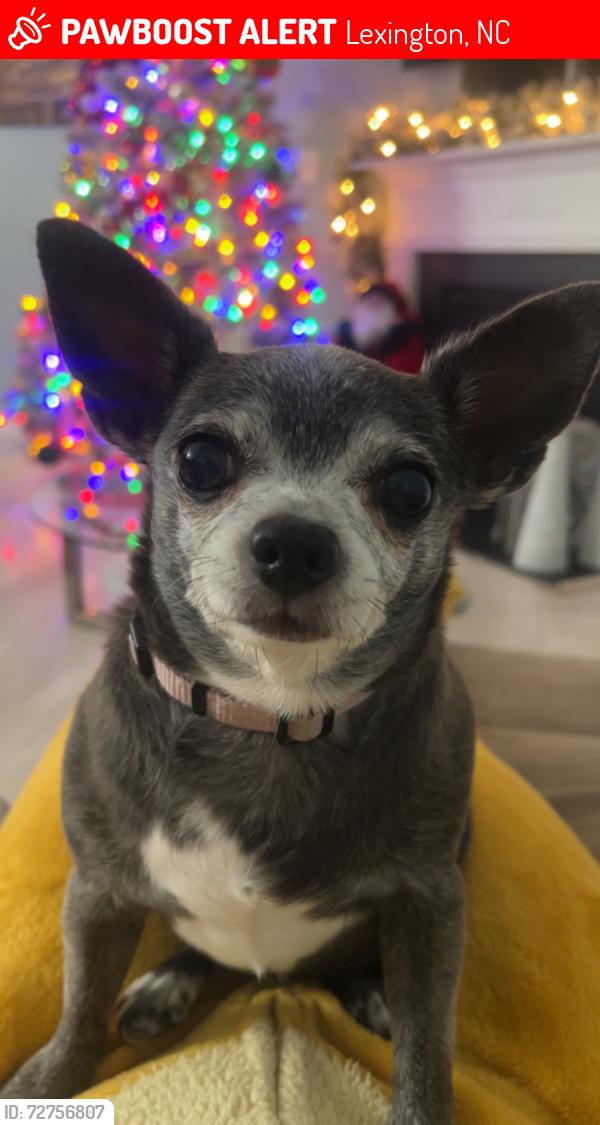 Lost Female Dog last seen Amandale Lane, Hwy NC 150, Lexington, NC 27295