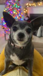 Lost Female Dog last seen Amandale Lane, Hwy NC 150, Lexington, NC 27295
