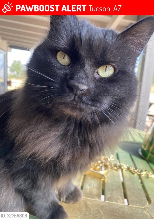Lost Female Cat last seen Harrison & E Calle Cascada, Tucson, AZ 85715