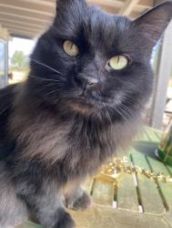 Lost Female Cat last seen Harrison & E Calle Cascada, Tucson, AZ 85715