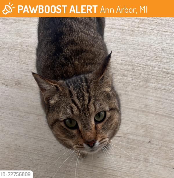 Found/Stray Unknown Cat last seen Traver and Placid Way, Ann Arbor, MI 48105