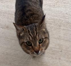 Found/Stray Unknown Cat last seen Traver and Placid Way, Ann Arbor, MI 48105