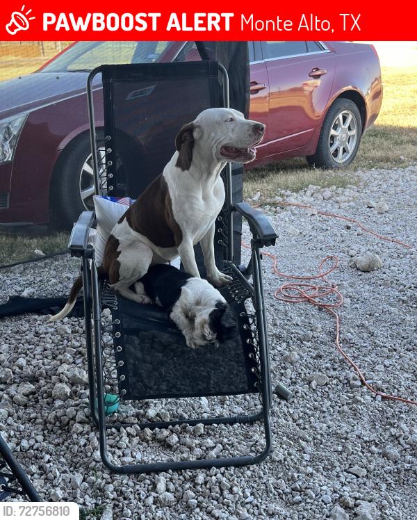 Lost Female Dog last seen Monte Alto, Monte Alto, TX 78538