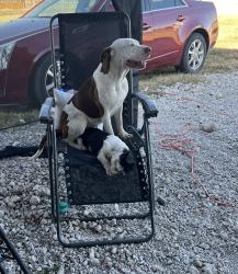 Lost Female Dog last seen Monte Alto, Monte Alto, TX 78538