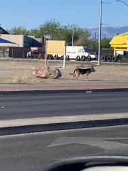Found/Stray Unknown Dog last seen MLK and Carey, North Las Vegas, NV 89032