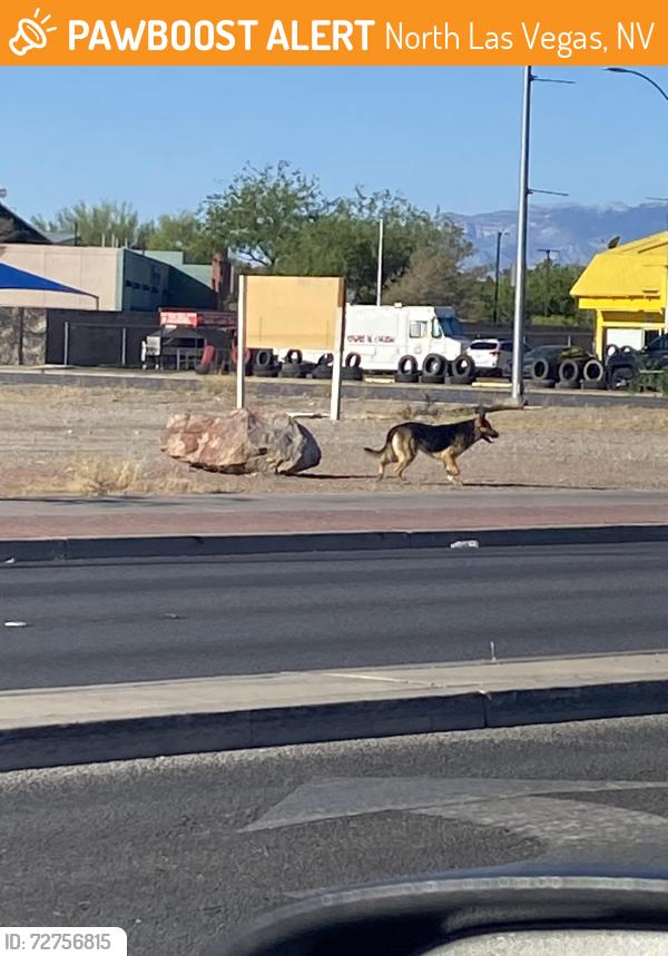 Found/Stray Unknown Dog last seen MLK and Carey, North Las Vegas, NV 89032