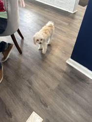 Found/Stray Unknown Dog last seen Red Robin Drive, Columbus, OH 43229