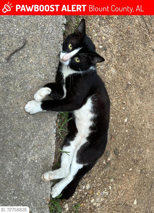 Lost Male Cat last seen Kiowa road , remlap al, Blount County, AL 35133