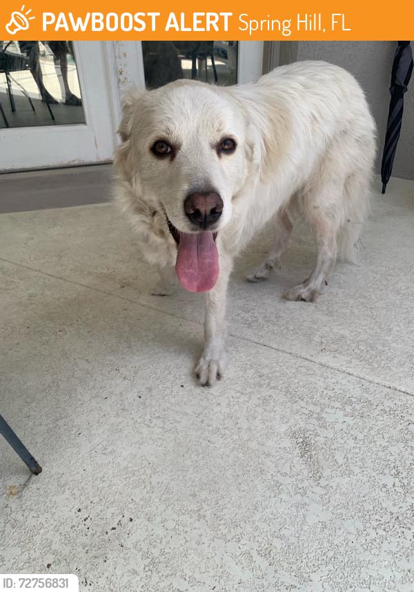 Found/Stray Male Dog last seen Seven Hills ests, Spring Hill, FL 34608