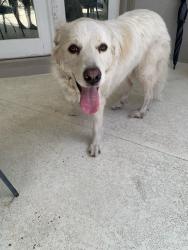 Found/Stray Male Dog last seen Seven Hills ests, Spring Hill, FL 34608