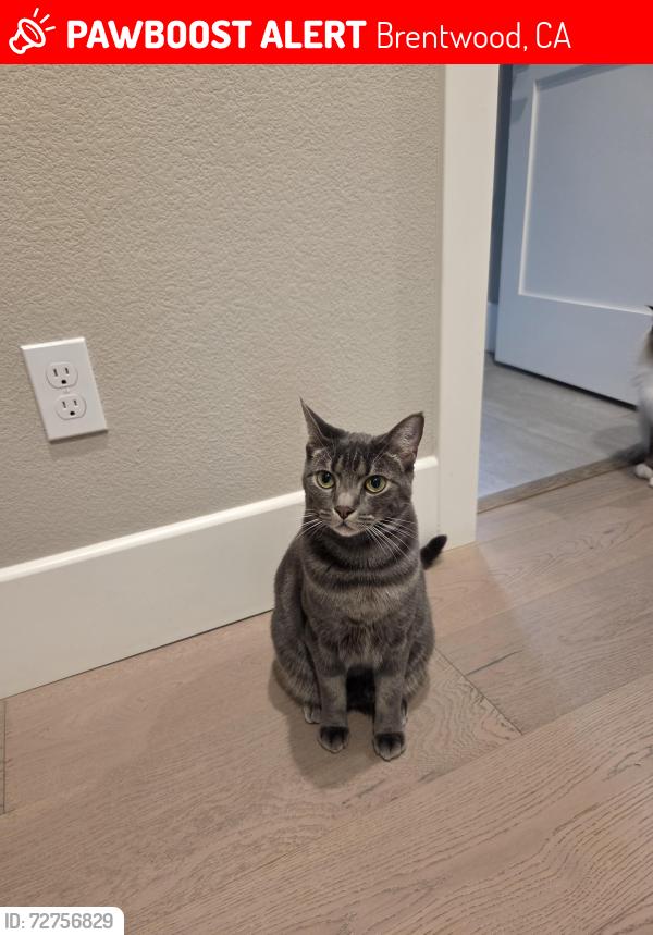 Lost Male Cat last seen Vintage parkway/ Reserve Dr, Brentwood, CA 94513