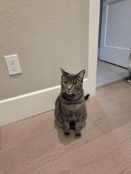 Lost Male Cat last seen Vintage parkway/ Reserve Dr, Brentwood, CA 94513