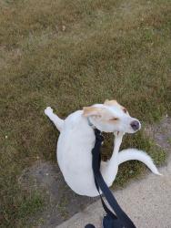 Lost Female Dog last seen UGM mens, Spokane Valley, WA 99206