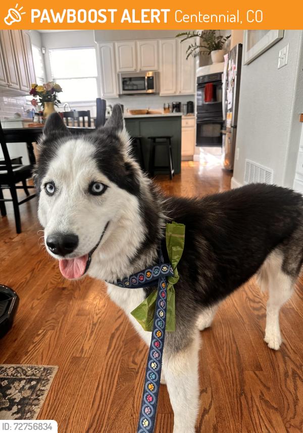 Found/Stray Unknown Dog last seen Highlands at Piney Creek neighborhood, Centennial, CO 80016
