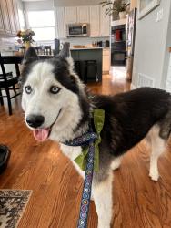 Found/Stray Unknown Dog last seen Highlands at Piney Creek neighborhood, Centennial, CO 80016