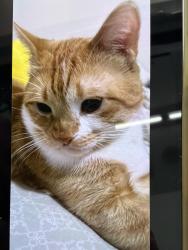 Lost Male Cat last seen 72nd and  st Westminster , Westminster, CO 80030