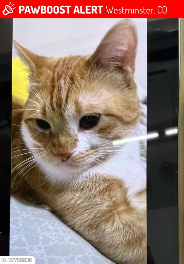 Lost Male Cat last seen 72nd and st Westminster, Westminster, CO 80030