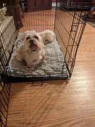 Lost Female Dog last seen Near Manhattan Dr., Las Vegas, NV 89106
