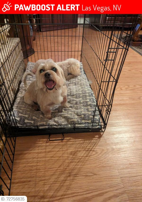 Lost Female Dog last seen Near Manhattan Dr., Las Vegas, NV 89106