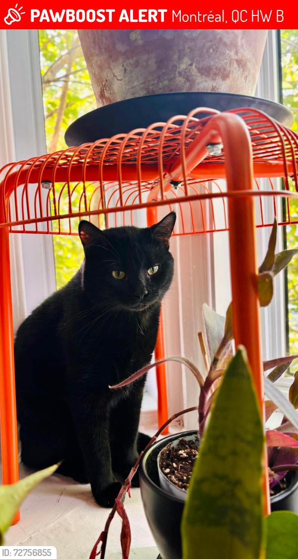 Lost Male Cat last seen Aylwin/Ste-Catherine, Montréal, QC H1W 3B6