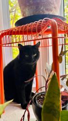 Lost Male Cat last seen Aylwin/Ste-Catherine, Montréal, QC H1W 3B6