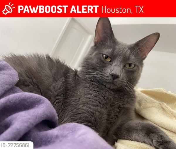 Lost Male Cat last seen N/a, Houston, TX 77073