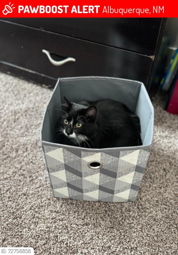 Lost Male Cat last seen Tramway Dorado , Albuquerque, NM 87123