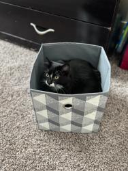 Lost Male Cat last seen Tramway Dorado , Albuquerque, NM 87123