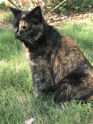 Found/Stray Female Cat last seen Mill creek schools, Gwinnett County, GA 30548