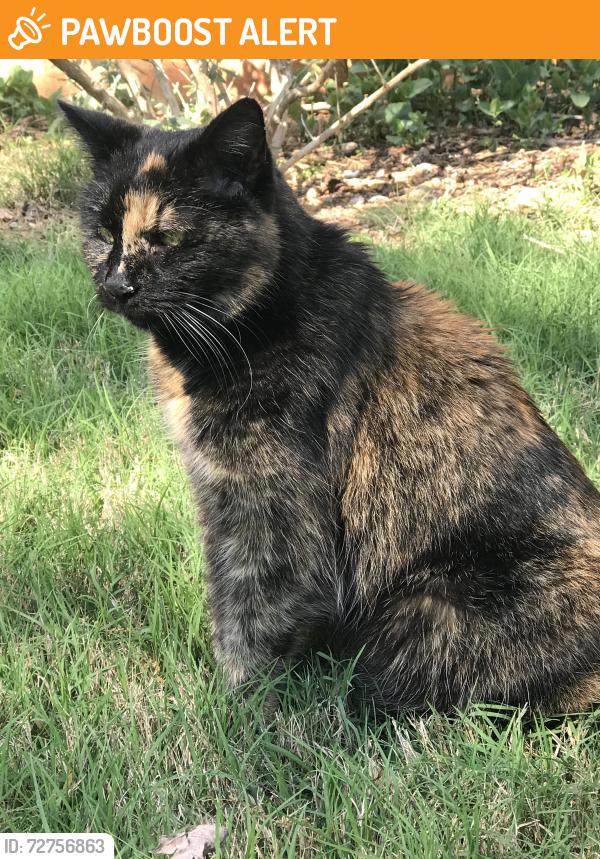Found/Stray Female Cat last seen Mill creek schools, Gwinnett County, GA 30548