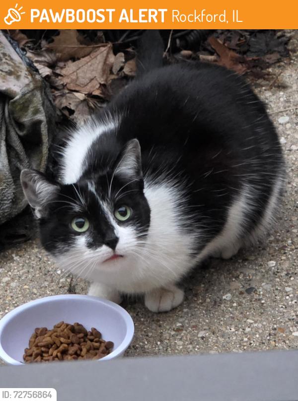 Found/Stray Unknown Cat last seen S. Alpine Rd & Apple Orchard , Rockford, IL 61108