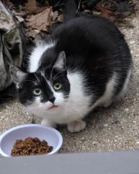 Found/Stray Unknown Cat last seen S. Alpine Rd & Apple Orchard , Rockford, IL 61108